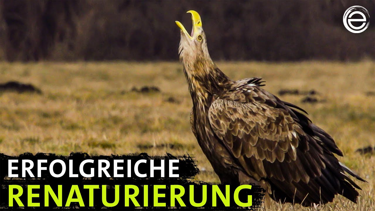 Die Havel ‒ Ein Fluss der Kontraste | Erlebnis Erde