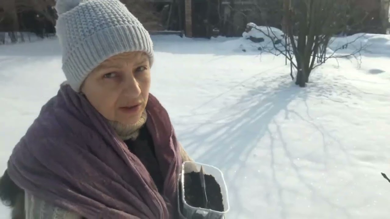 Сею семена под снег 20 01 26