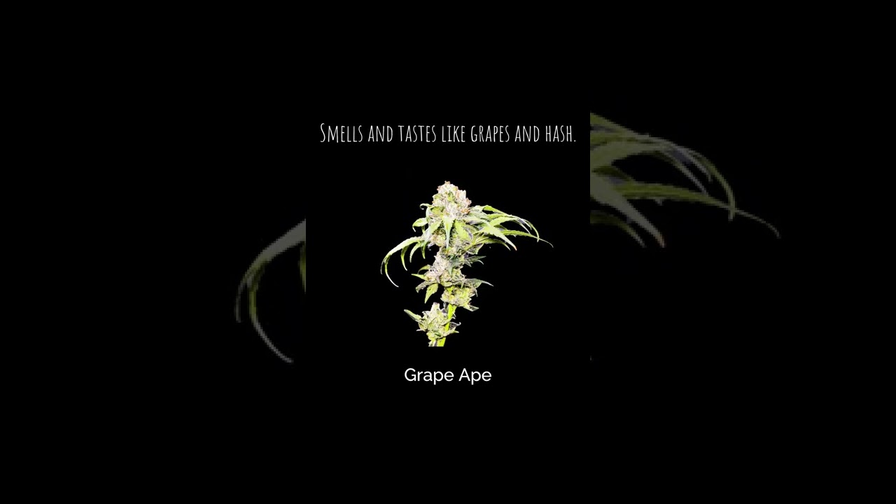 Grape Ape by Strange Genetics
