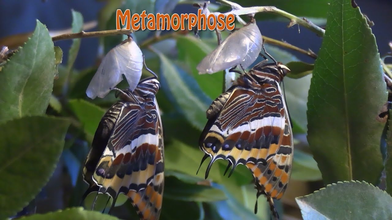 Metamorphose-  Die Geburt des größten Schmetterlings Europas