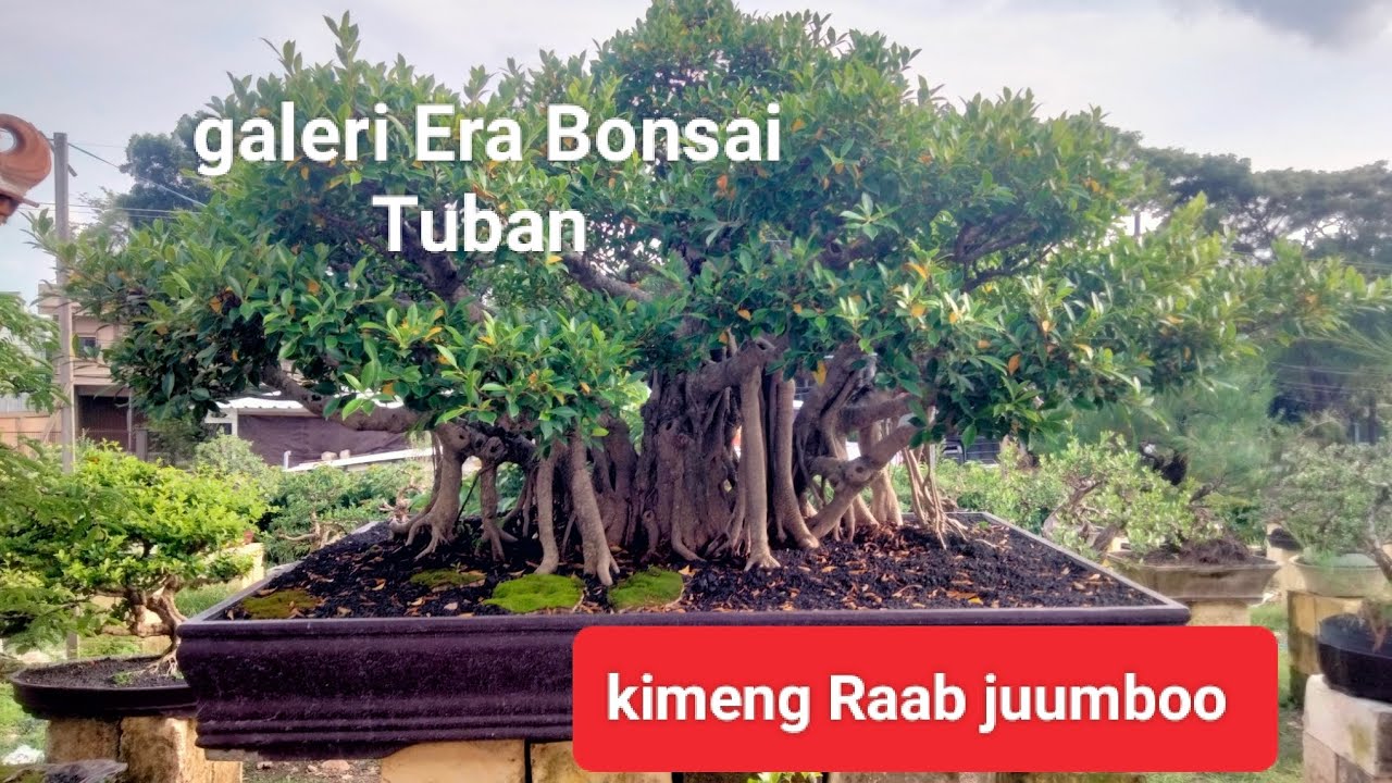 Cek harga kimeng Raab jumbo.. (era.bonsai.tbn.085204850419)