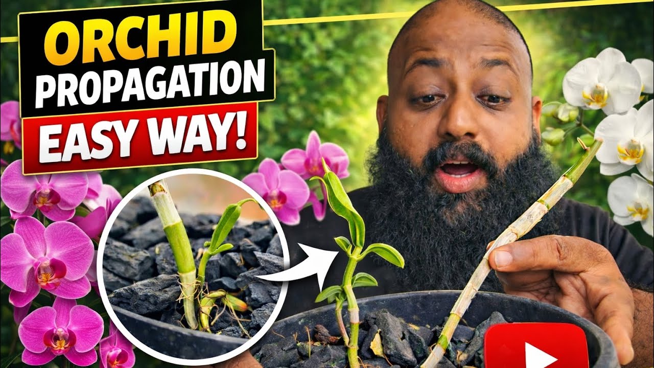 Orchid Propagation Step by Step 🌸 Easy Growing Tips | Beginners Guide Malayalam