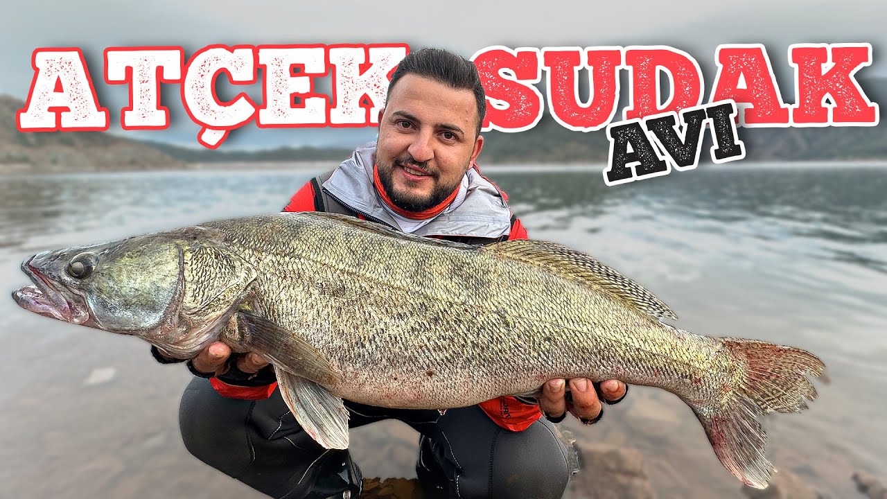 Atçek Sudak Avı / Sudak Avı Hakkında Önemli Bilgiler !