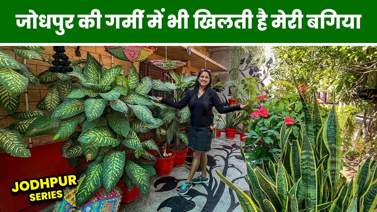 50 डिग्री तापमान में भी खिलती है इनकी बगिया 🥵 Know How to Grow Plants in Summer 🪴Jodhpur EP-16