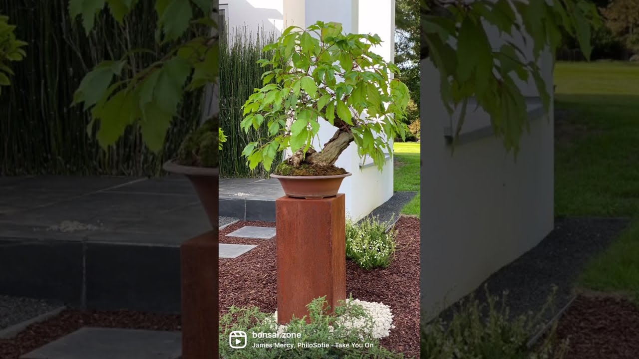 Green wine bonsai