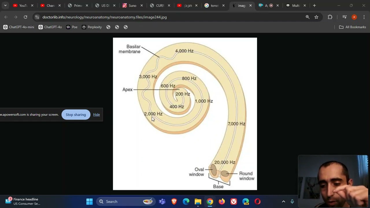 ENT   Inner Ear   Cochlea   Tonotopic organization of the cochlea and the propagation of sound wave