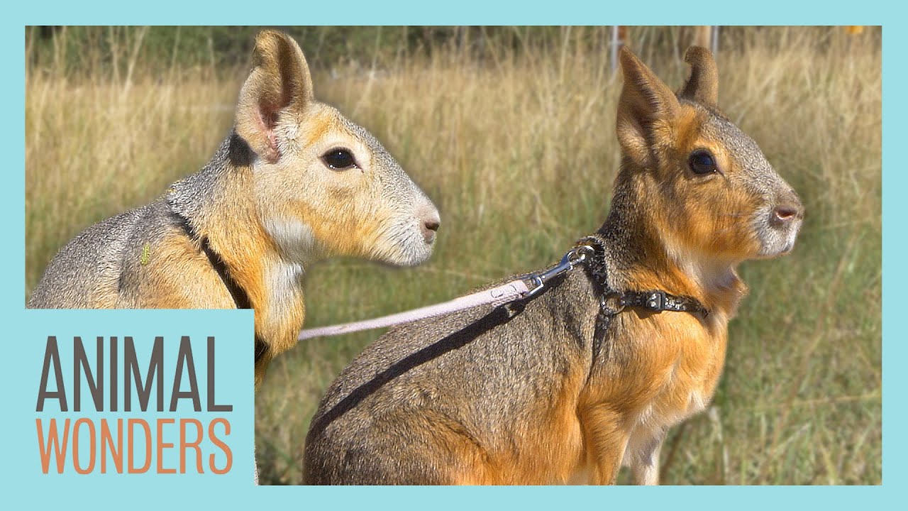 Can You Walk Two Cavies At the Same Time?