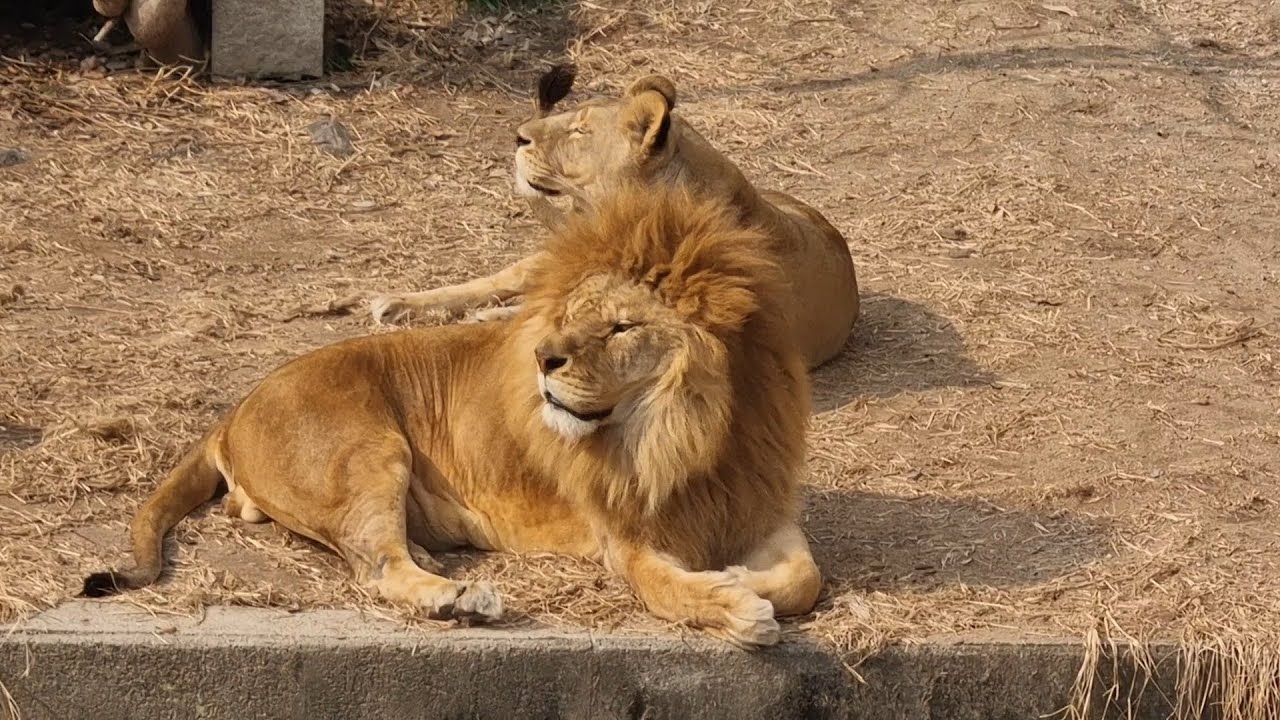 라온이랑 후추랑 #사자부부 #lion  #달성공원 