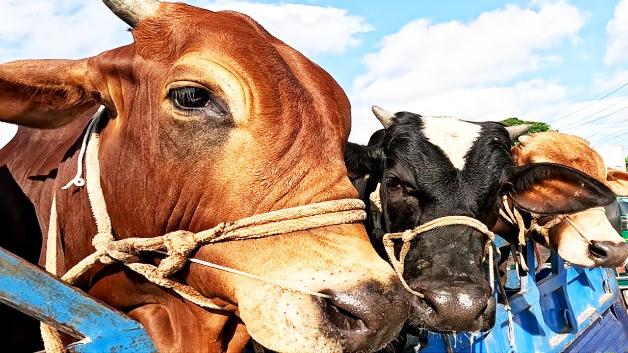 Cow, cow videos, cow unloading, cow video, animal, big cow, goru, hamba, cow jumping in car Ep-06