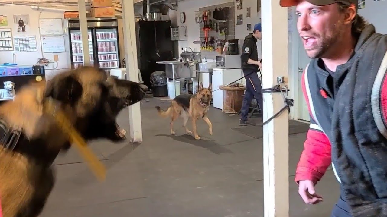 Starting my Malinois on the Bite Suit