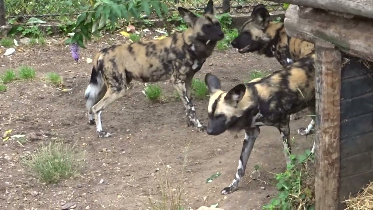 Dominance display submissive behaviour painted wolves aka African Wild Dogs