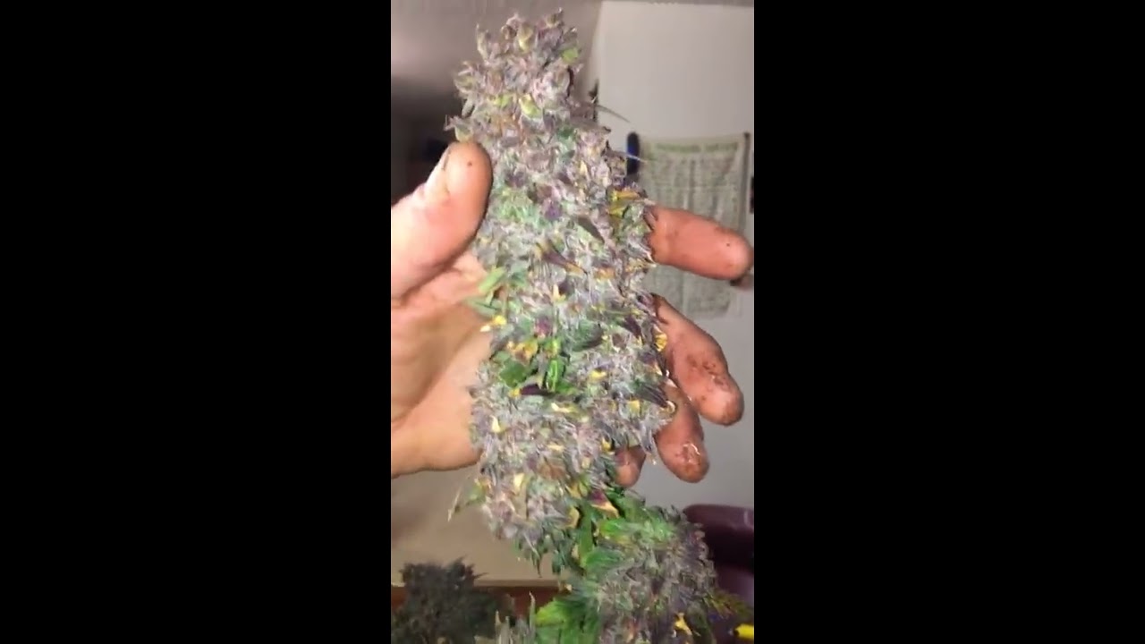 Durban poison auto fully finished at 82 days