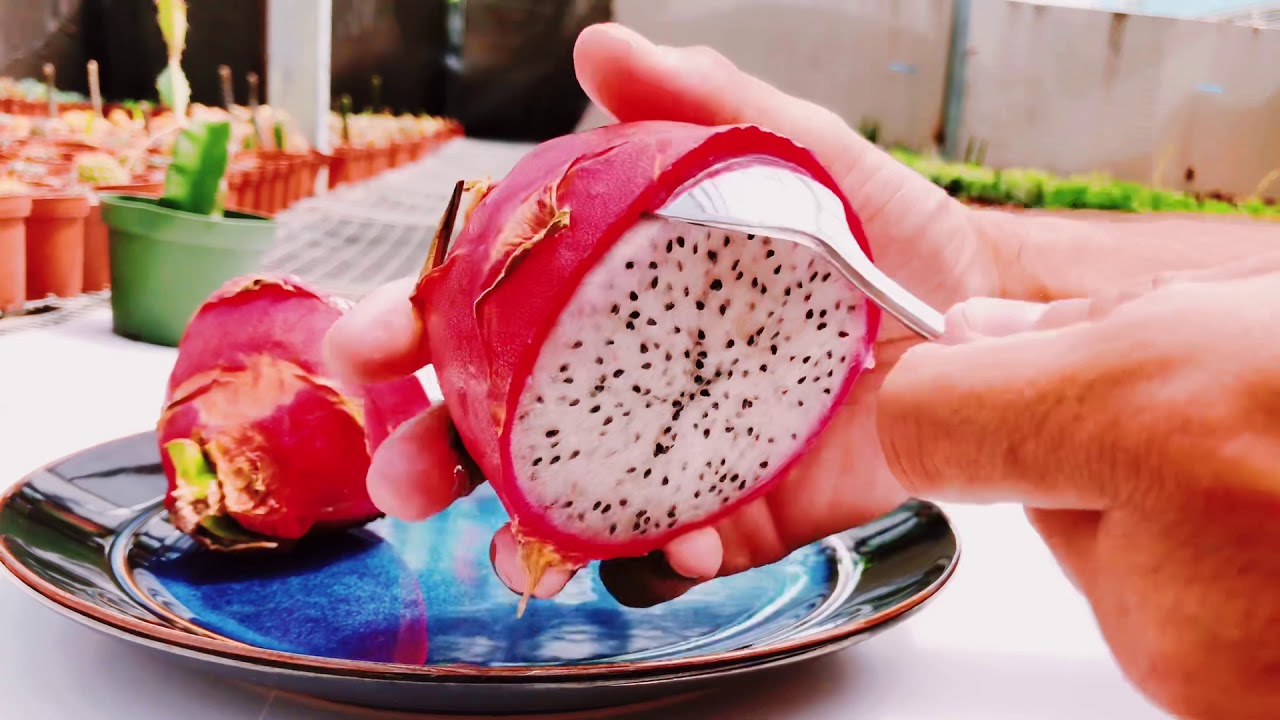 Como abrir y cortar un Dragón Fruit o Pitahaya - How To Open and Cut a Dragon Fruit or Pitahaya