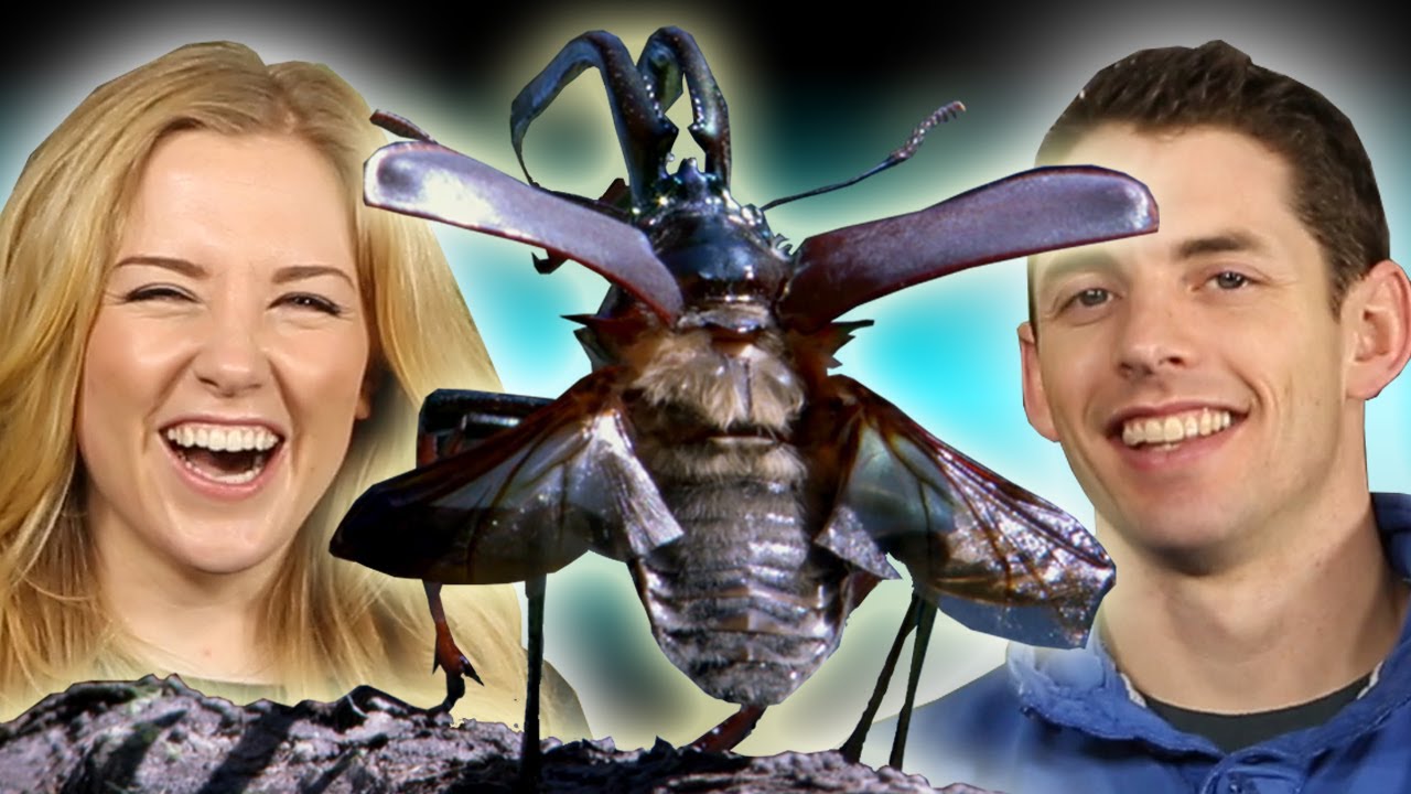 How Do Insects BREATHE? | The Travel Edit
