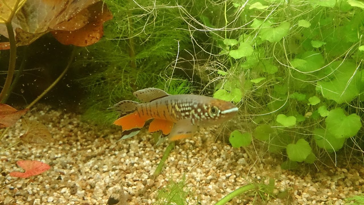 Killifish Aphyosemion sjoestedti with juvenile.