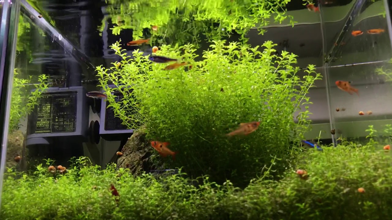 7gal cube tank 180days