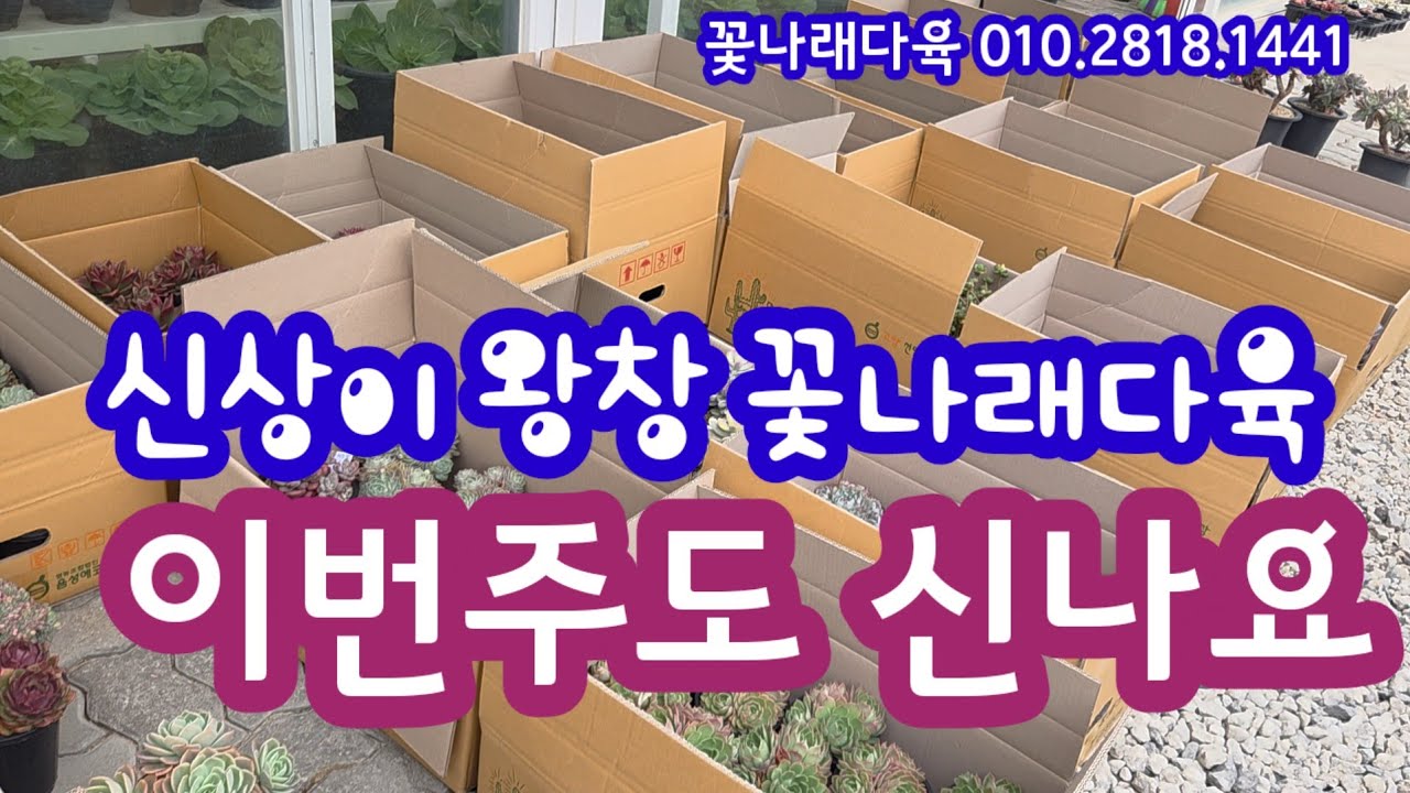 이번주 완전 대박이예요 ~중소군생과 대품군생이 많이 들어왔어요! 💕꽃나래다육 010.2818.1441 
