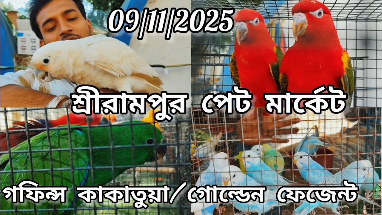 Today Shrirampur Pet Market Exotic Birds at Cheapest Price Update🦜09/11/25 কাকাতুয়া,গোল্ডেন ফেজেন্ট