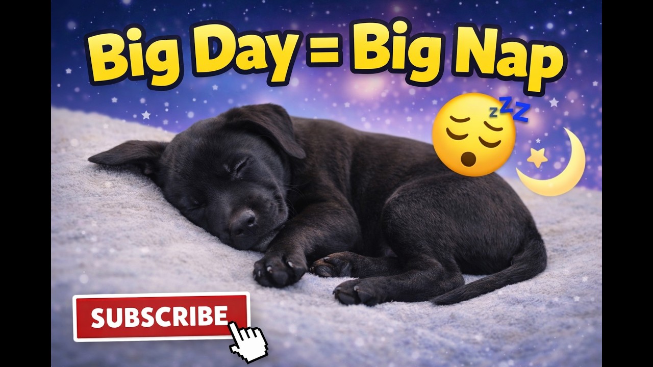 Big day = Big nap 😴🐶