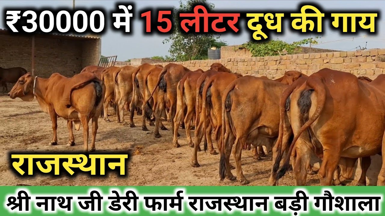 30 August 2025 💯 मात्र ₹30000 में 15 लीटर दूध की गाय श्री नाथ जी डेरी फार्म राजस्थान बड़ी गौशाला 