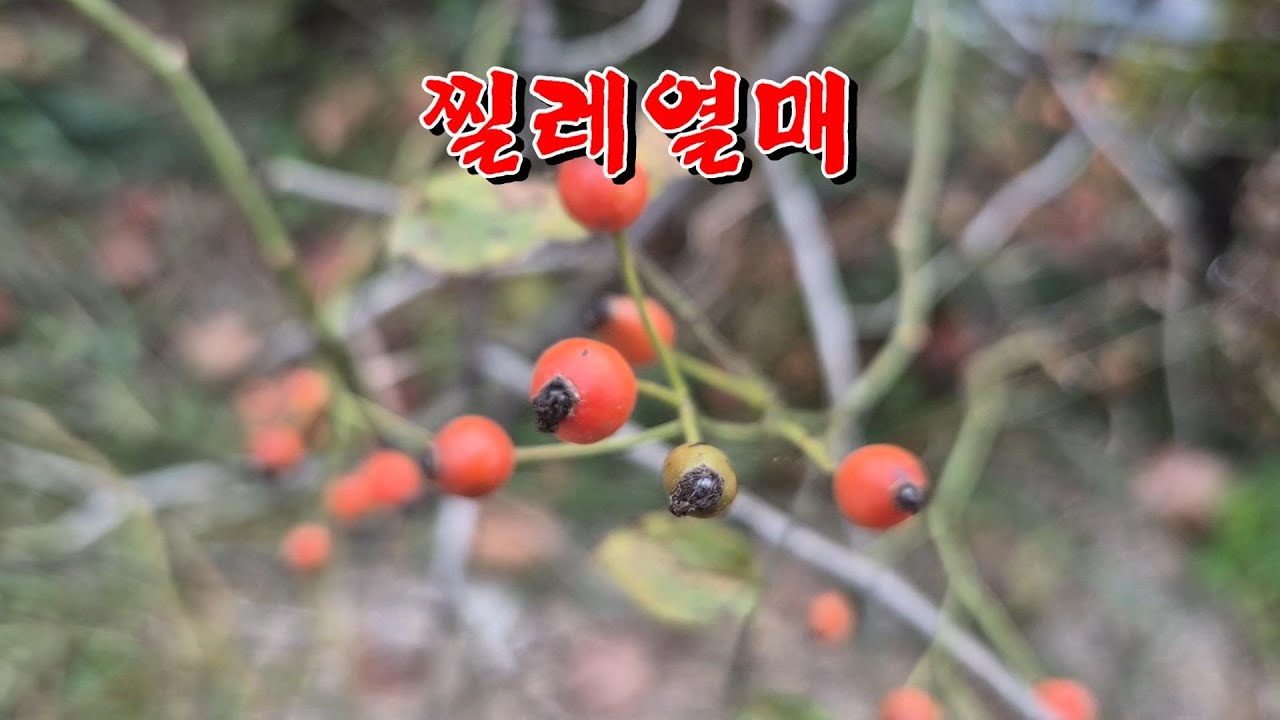 찔레 열매