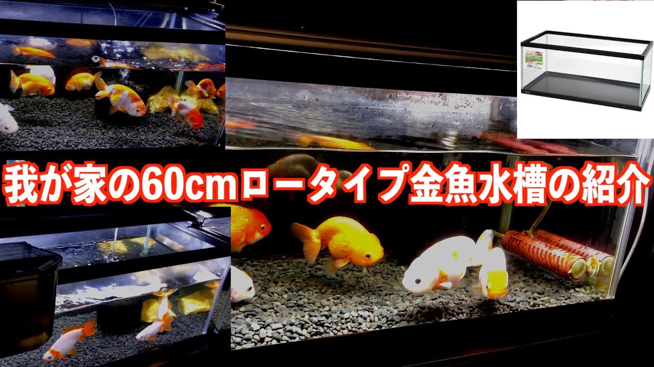 【金魚】60cmロータイプ金魚水槽の紹介。とても使いやすいです。