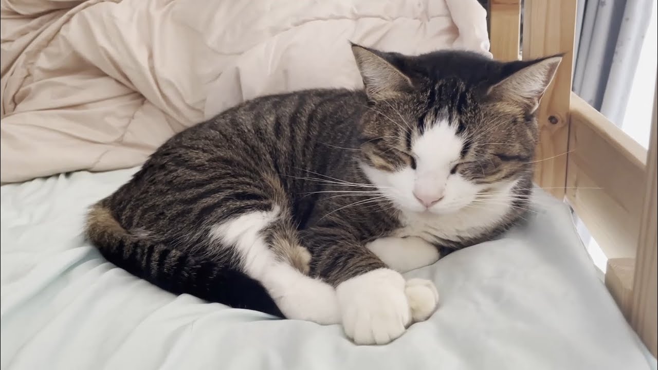 オデコの一日に密着してみました