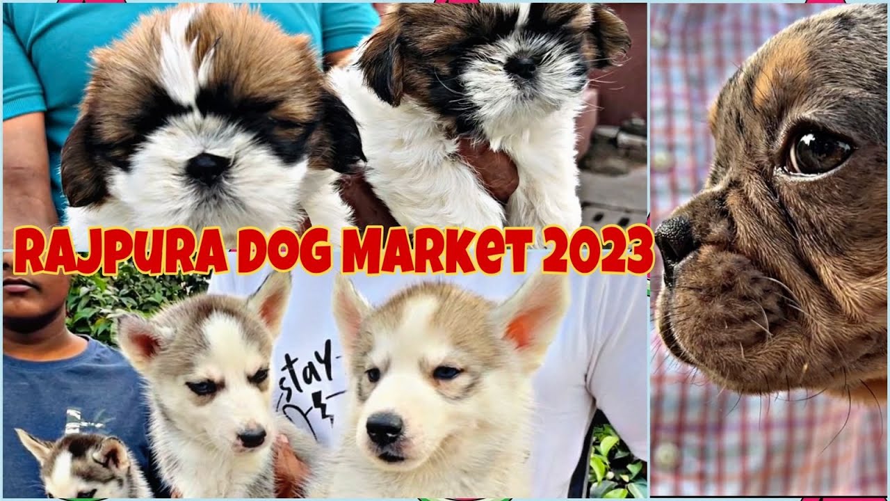 Rajpura Dog Show - Season की पहली Wholesale Dog Market