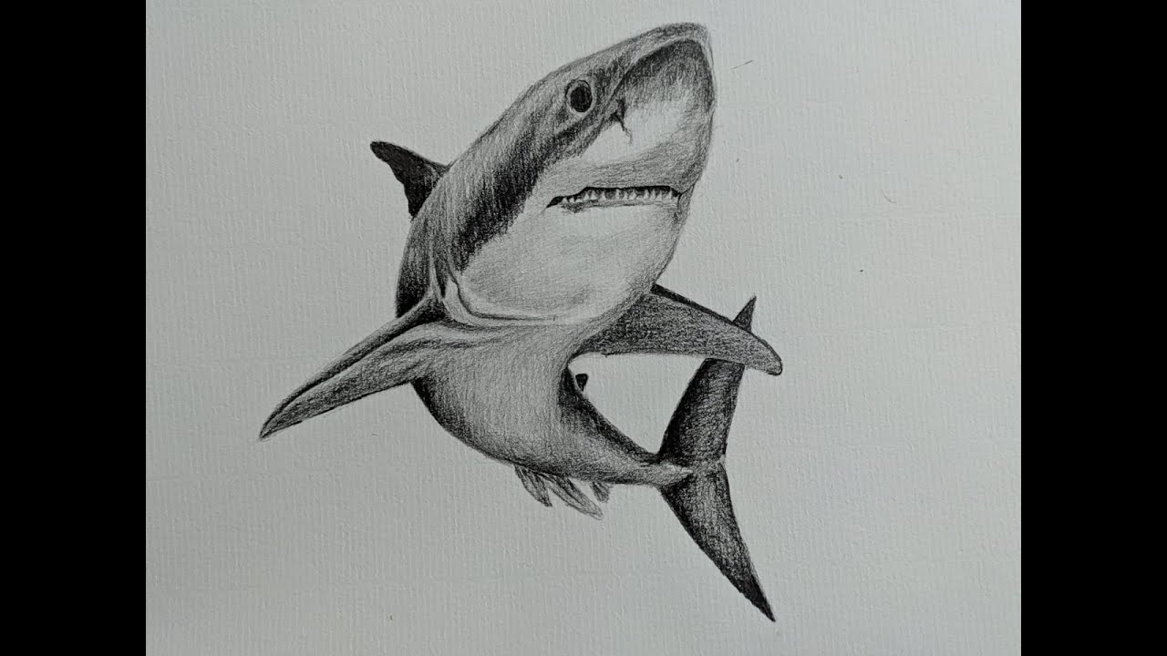 cómo dibujar un tiburón