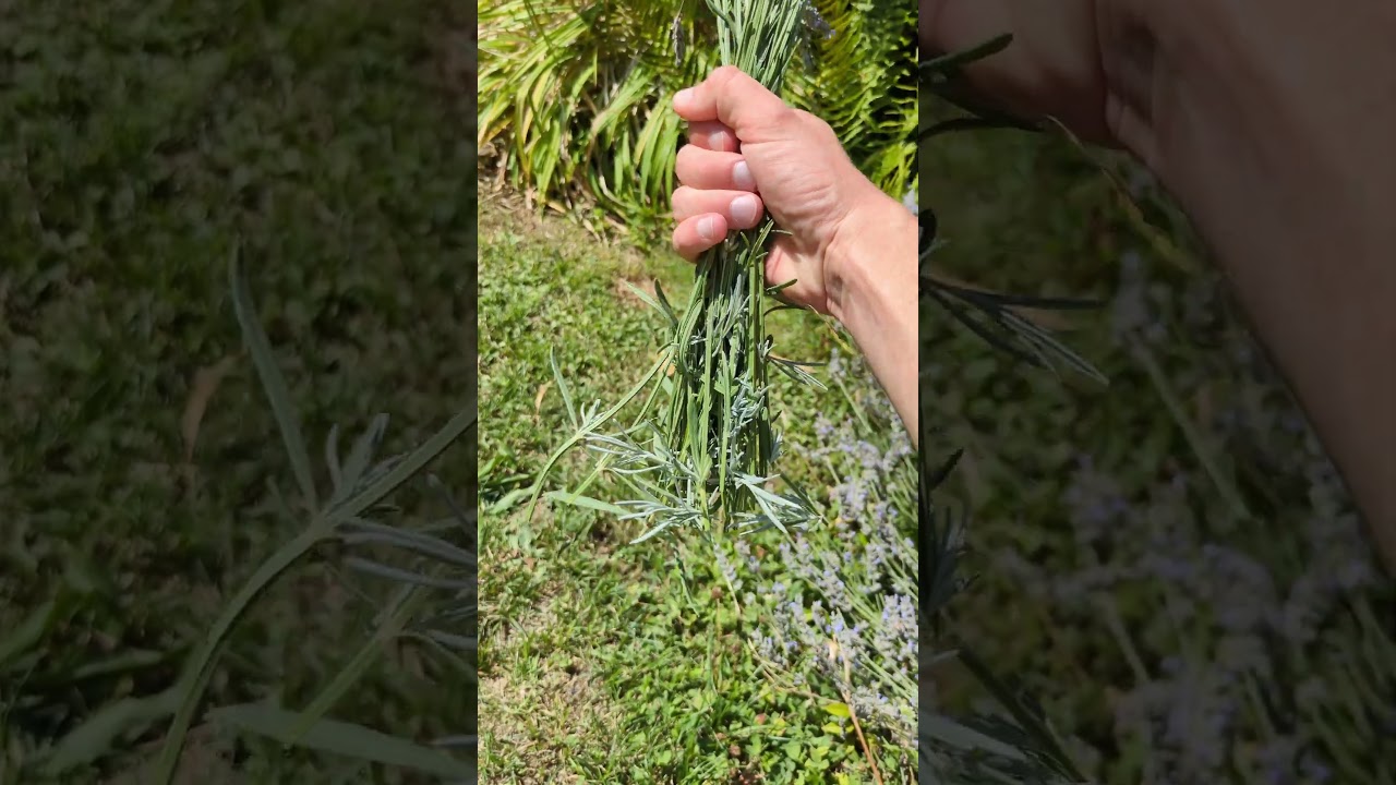 DAS braucht Lavendel jetzt! (Verholzen verhindern & buschige Pflanzen!) #gartentipps #garten