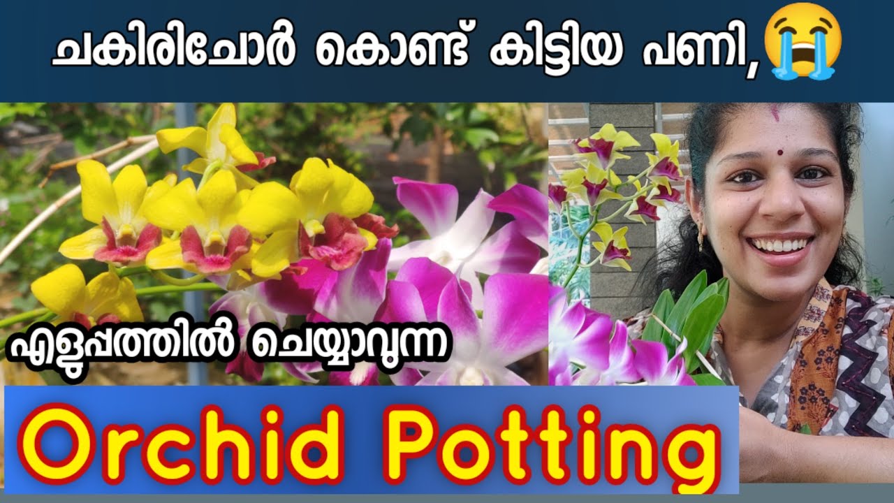 Easy ഓർക്കിഡ് പ്പോട്ടിങ്ങ്/Orchid best potting mix/ dendrobium orchid care/shilpazz thattikootu
