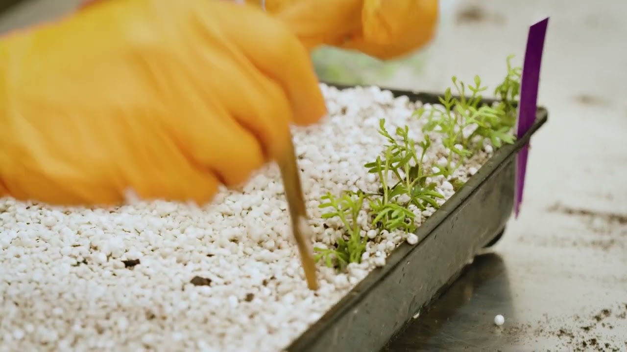 Benara Nurseries