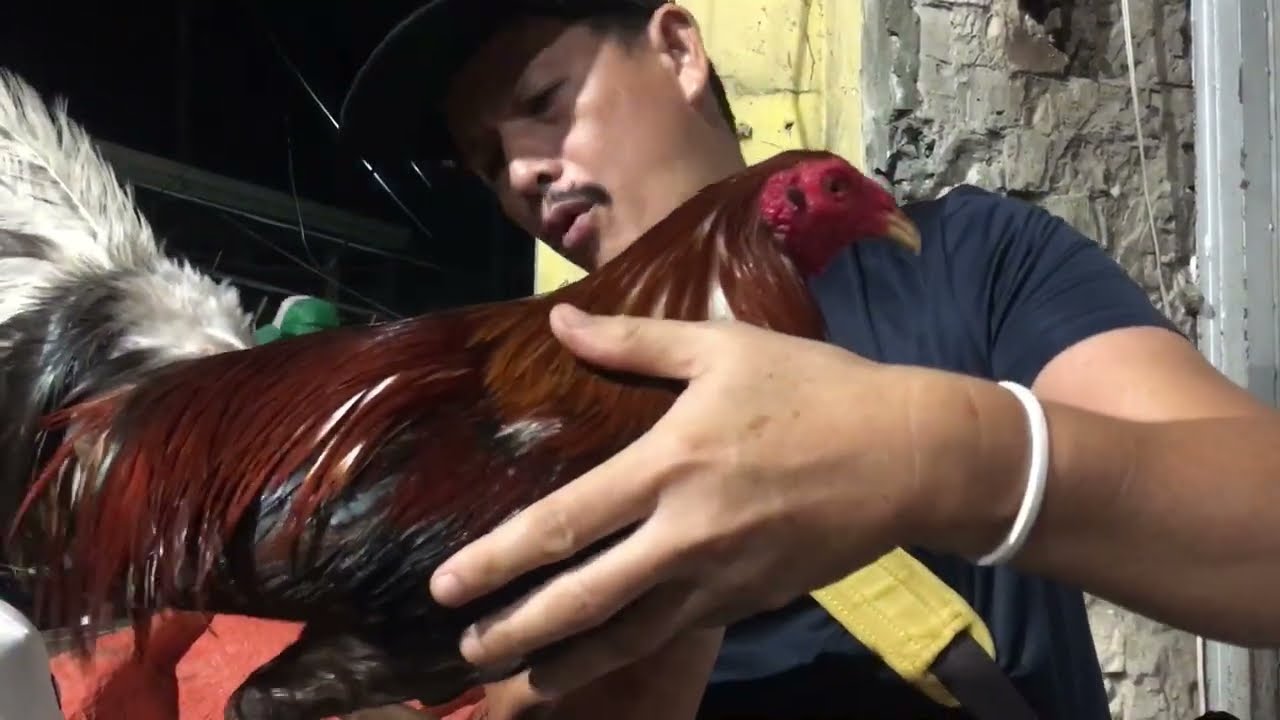 GWAPONG KELSO 3500 KANG BOYAKS NA MANOK