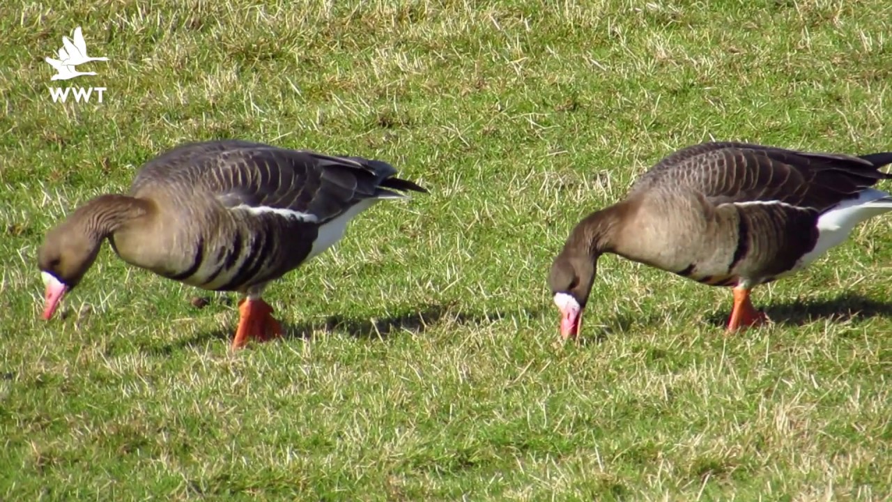 The Russian white-fronted goose | WWT Slimbridge