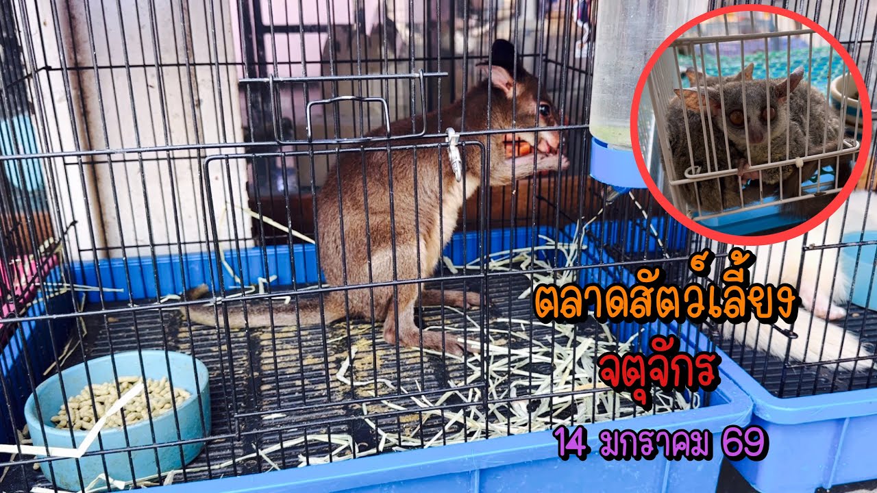 Zing’s Day l ตะลุยสัตว์เลี้ยงจตุจักร 14 มกราคม 69 (Ep.337)