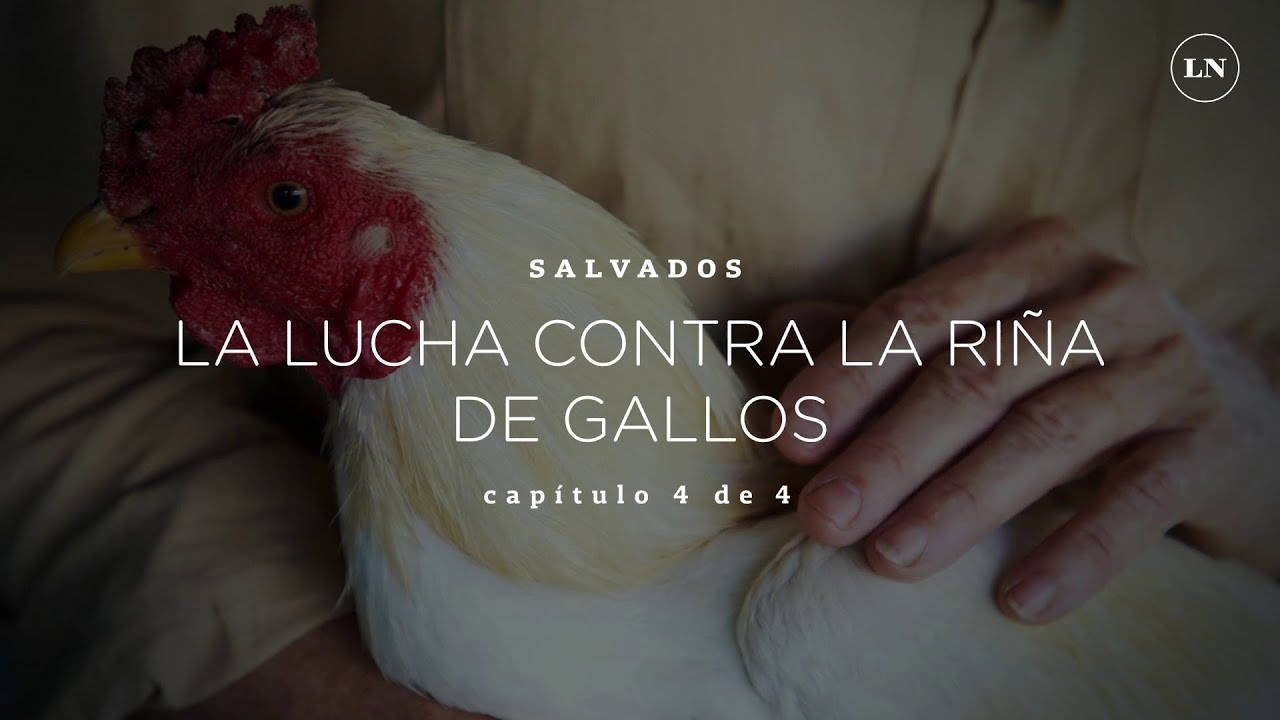 El oscuro mundo de las riñas de gallos, un “entretenimiento” clandestino en plena vigencia