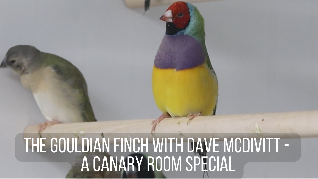 The Gouldian Finch with Dave McDivitt - A Canary Room special