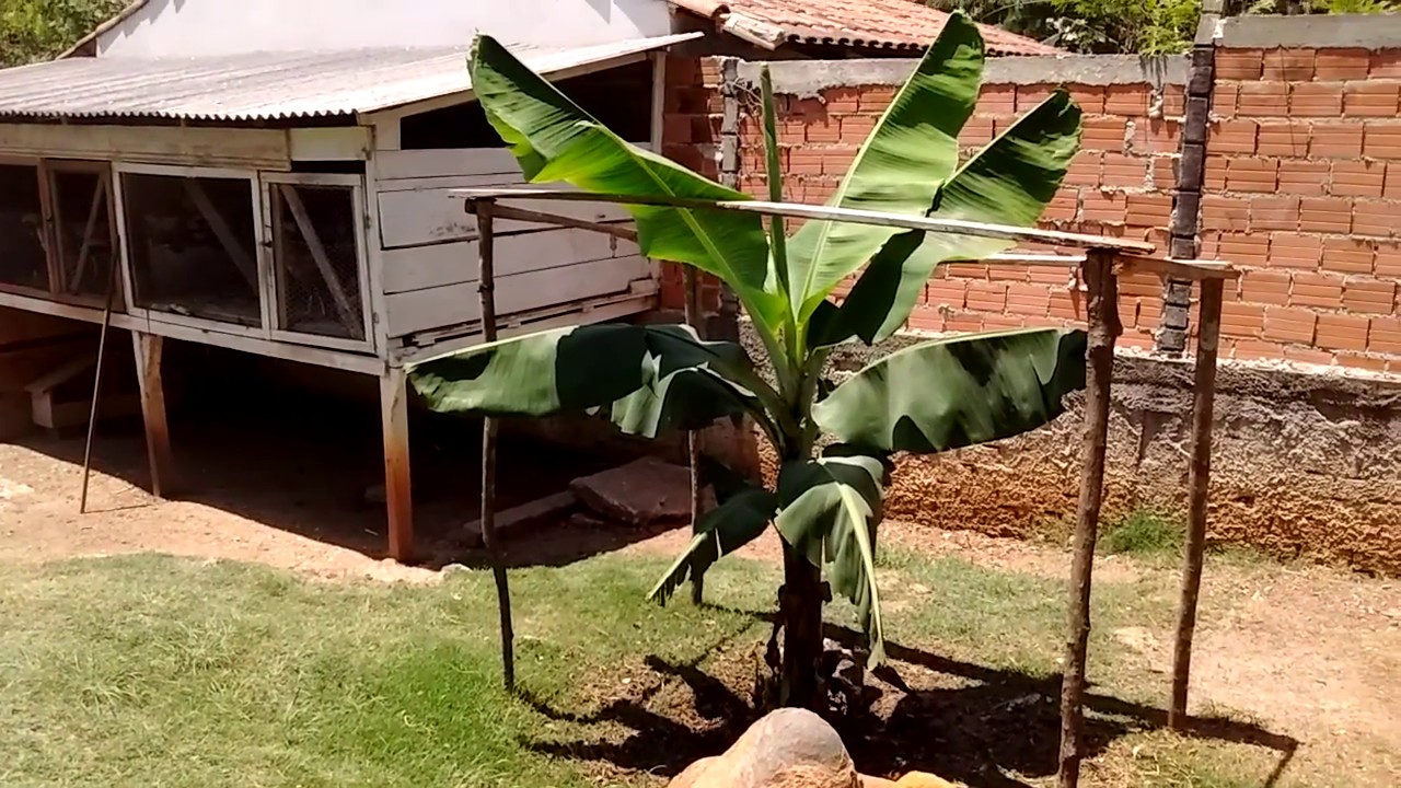 Mostrando a criação de galinhas