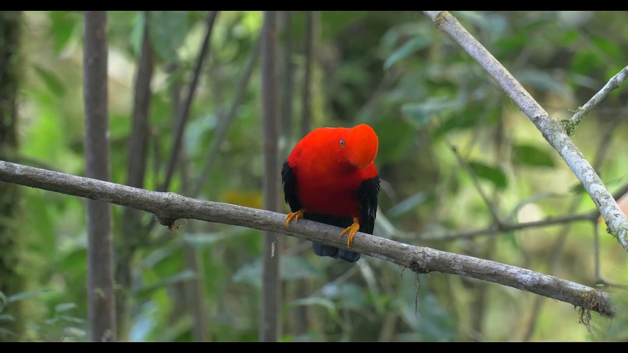 Andean cock of the rock Lek अजीब पक्षी طائر مضحك