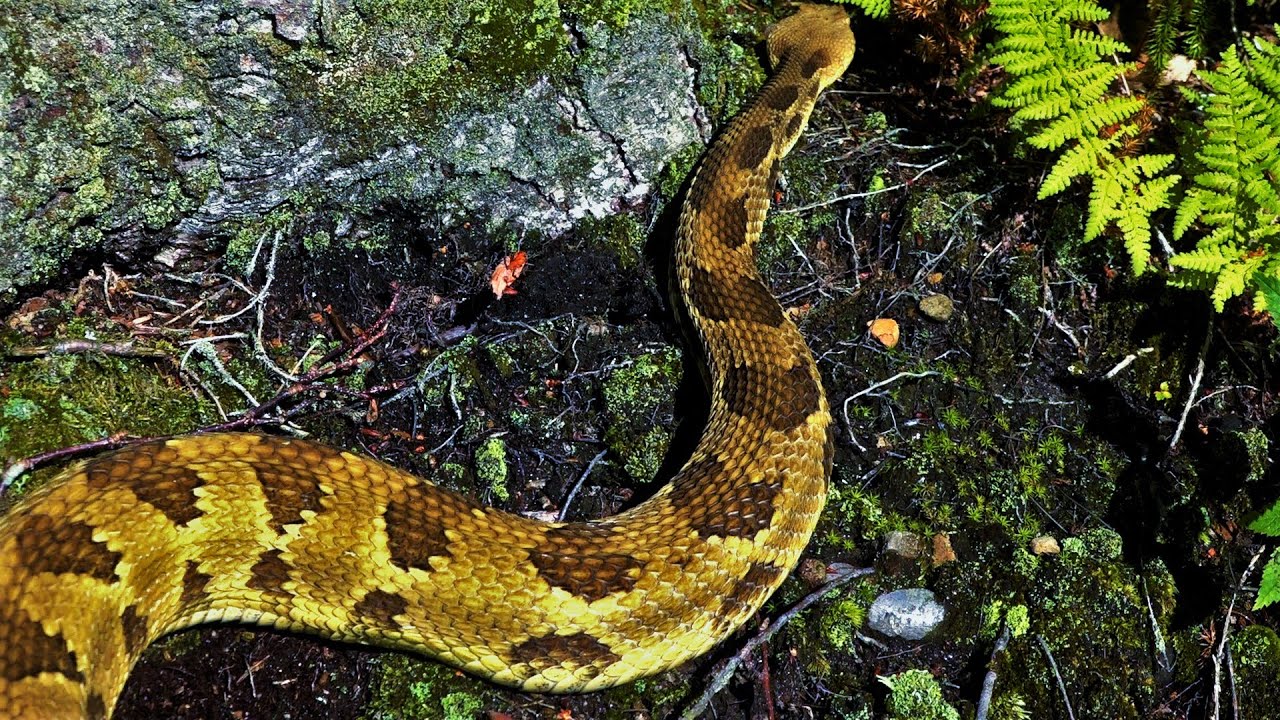 BIG YELLOW RATTLESNAKE! - Snake Hunting Pennsylvania 2020 - Pittsburgh Boys Go To A Rattlesnake Den!