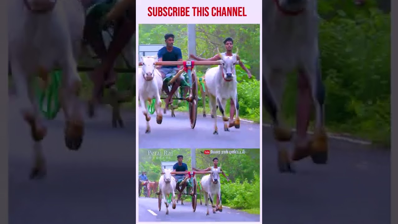 Bullock Race | you or me Reklarace | Mattuvandi Panthayam