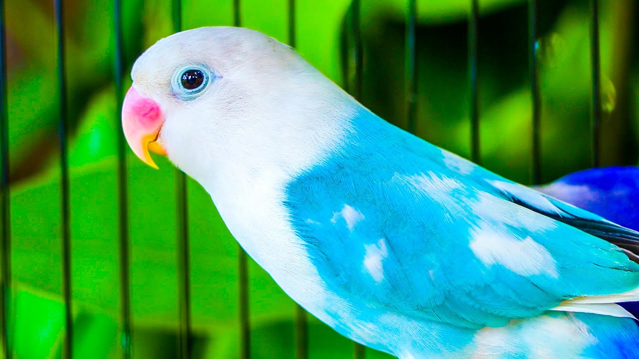 LOVE BIRDS, லவ் பேர்ட்ஸ்,350 ஜோடிகள் அவ்வளவும் அத்தனை அழகு, அழகான வண்ணப்பறவைகள் வேண்டுமா? #lovebirds
