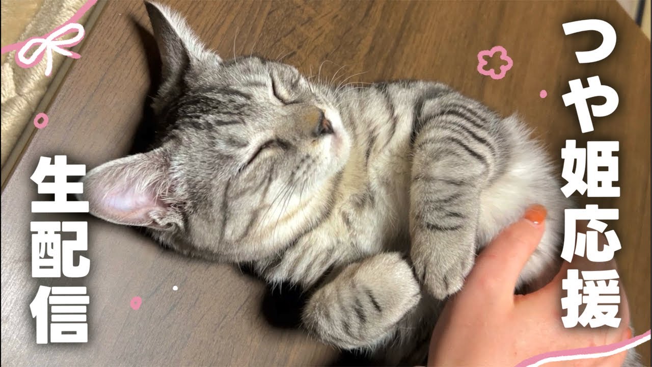 【つやちゃん頑張れ！生配信】 つやちゃん手術前夜の応援をお願いします！✨️