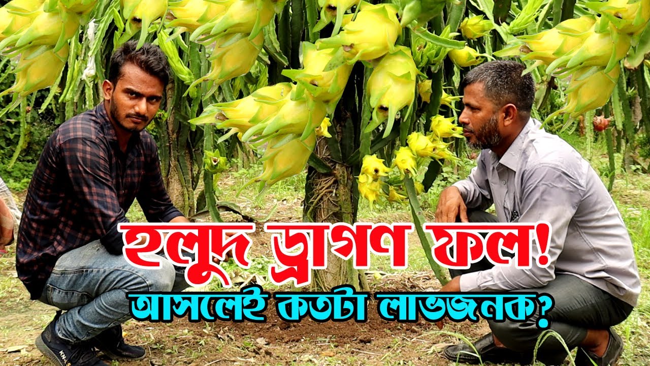 হলুদ জাতের ড্রাগন ফল চাষ (Yellow Dragon Fruit) করে সফল নাটোরের জামিল | উদ্যোক্তার খোঁজে