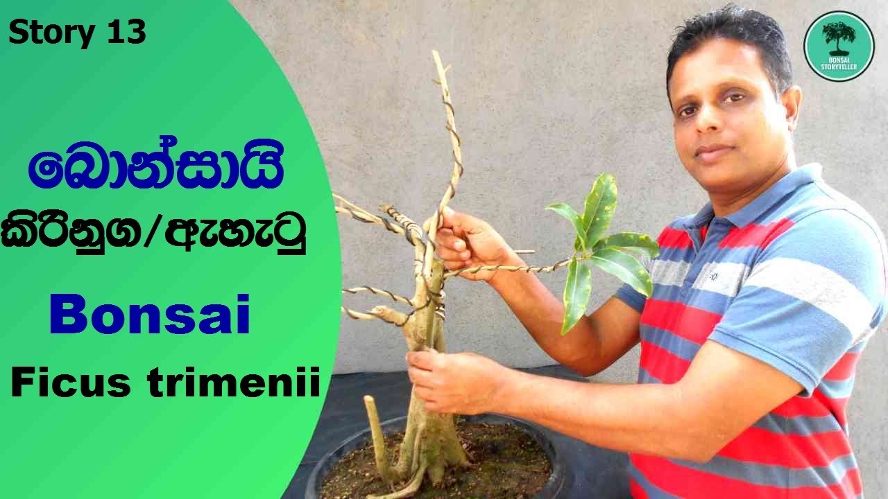 Story 13 - කිරිනුග (ඇහැටු) බොන්සායි - Pruning & wiring my Ficus trimenii Bonsai