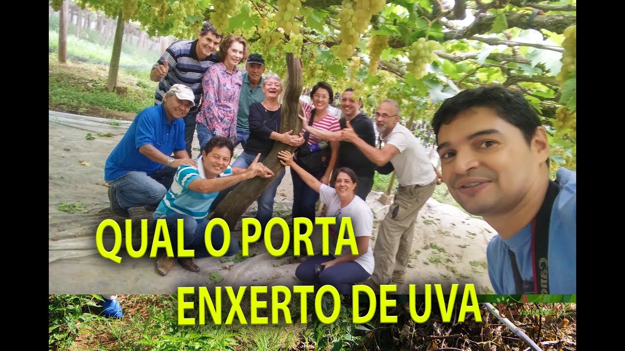 TESTE DE PORTA ENXERTO PARA UVA EM MOGI DAS CRUZES, 02 Plantar em Casa