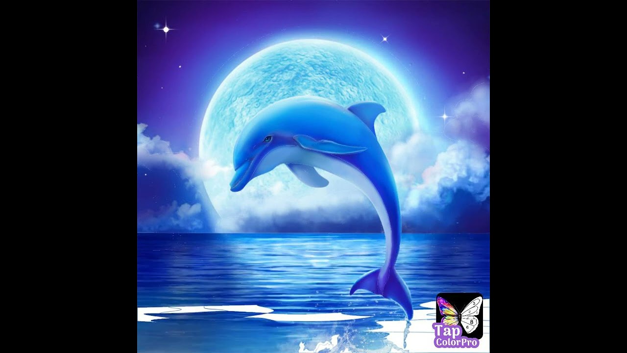 A nice evening with a dolphin in the moonlight in Perth, Australia @GiselleTon1 