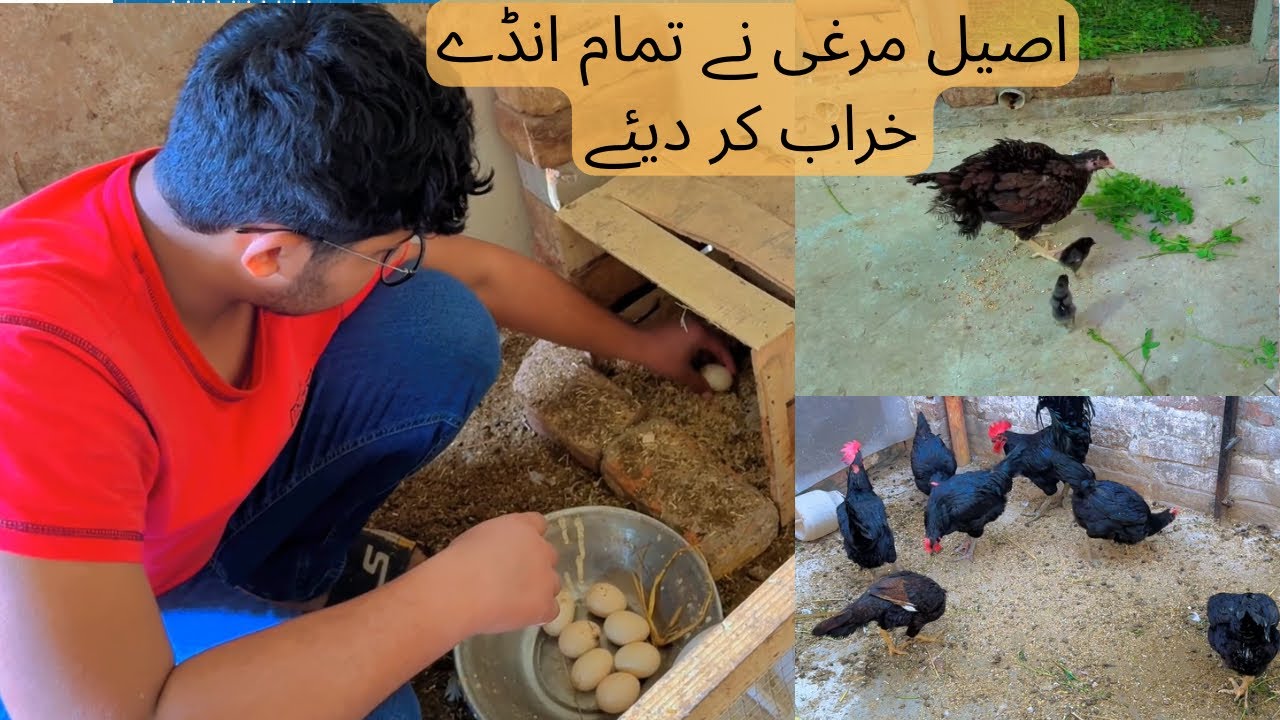 Aseel Murgi k eggs unfertile nikle|How to check unfertile egggs#vlogs #birds #hens #pets #goats