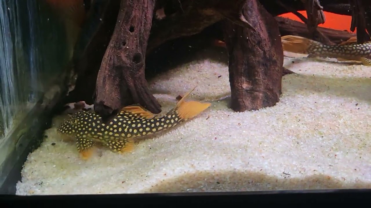 L014 sunshine pleco feeding