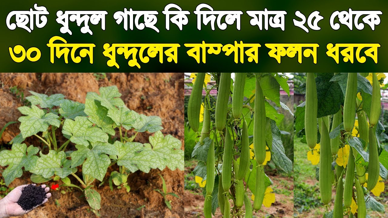 মাত্র ২৫ দিনে ছোট ধুন্দুল গাছে বাম্পার ফলন ধরবে | ধুন্দলের ফলন বৃদ্ধির উপায় | Sponge Gourd